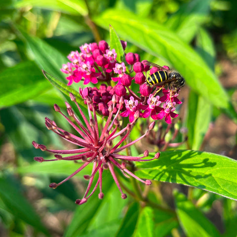 Guêpe sur un fleur d'asclépiade incarnate - Asclepias incarnata