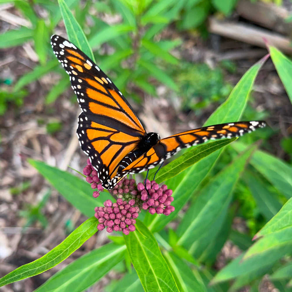 
                  
                    Papillon monarque sur asclépiade incarnate - Asclepias incarnata
                  
                