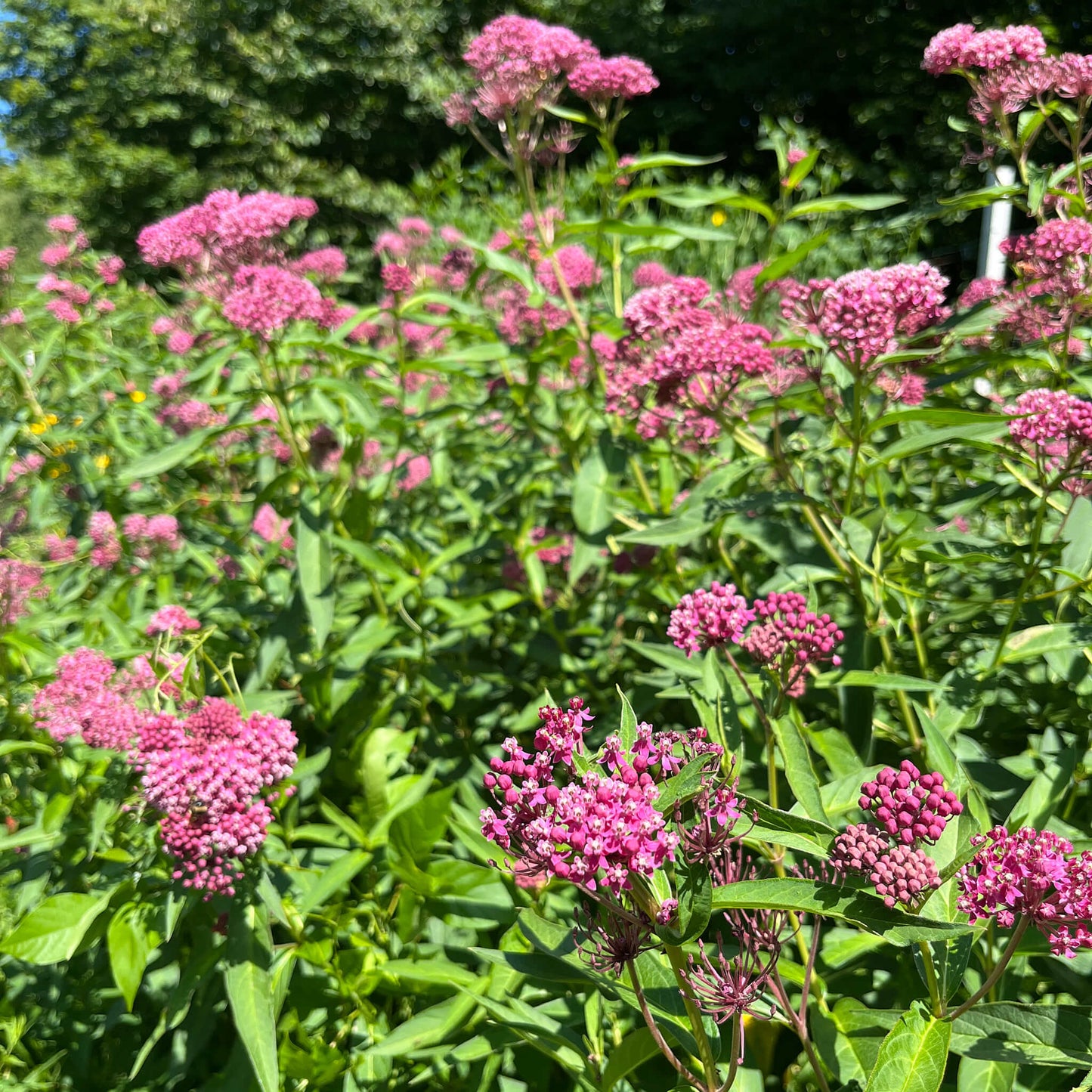 
                  
                    Semences - Asclépiade incarnate
                  
                