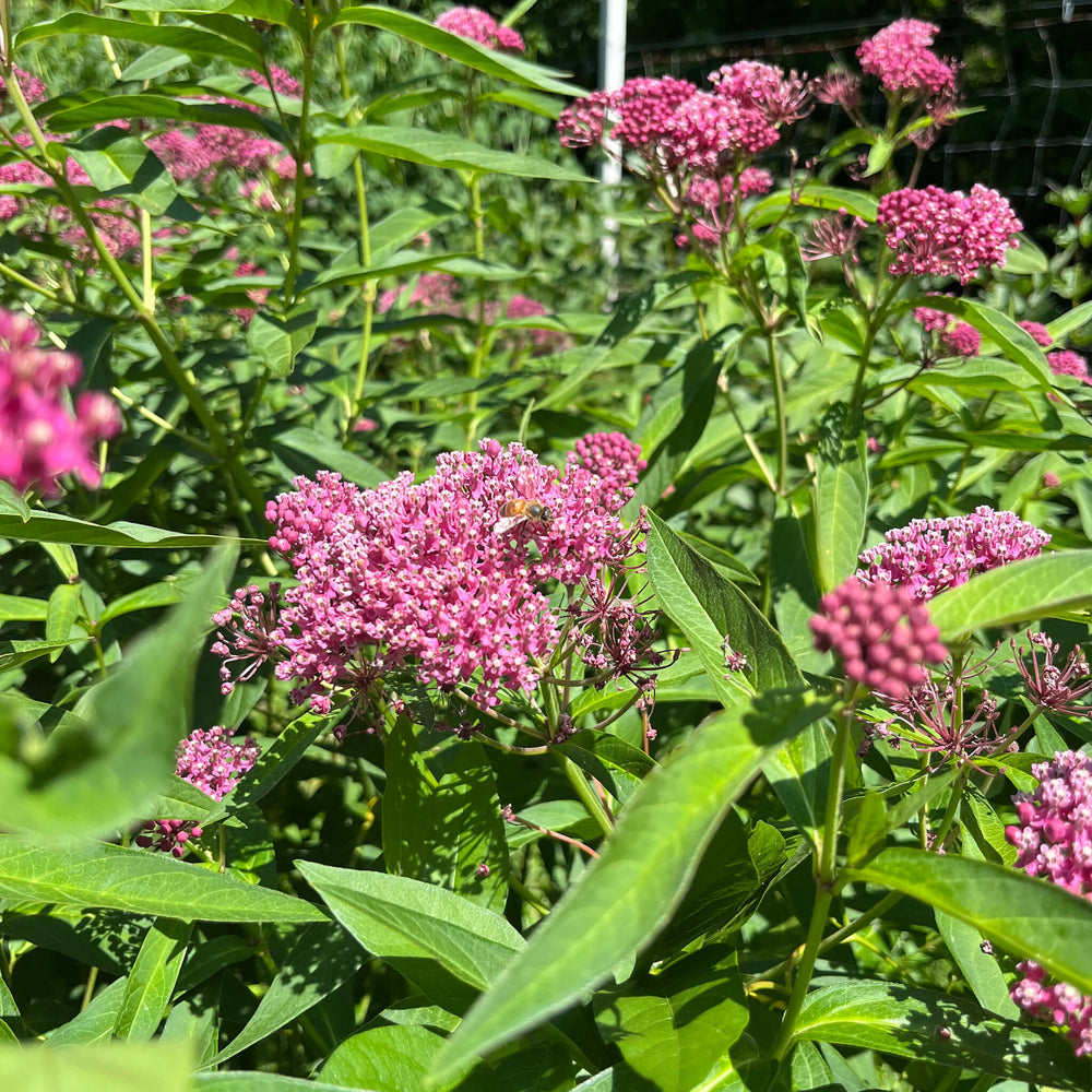 
                  
                    Semences - Asclépiade incarnate
                  
                