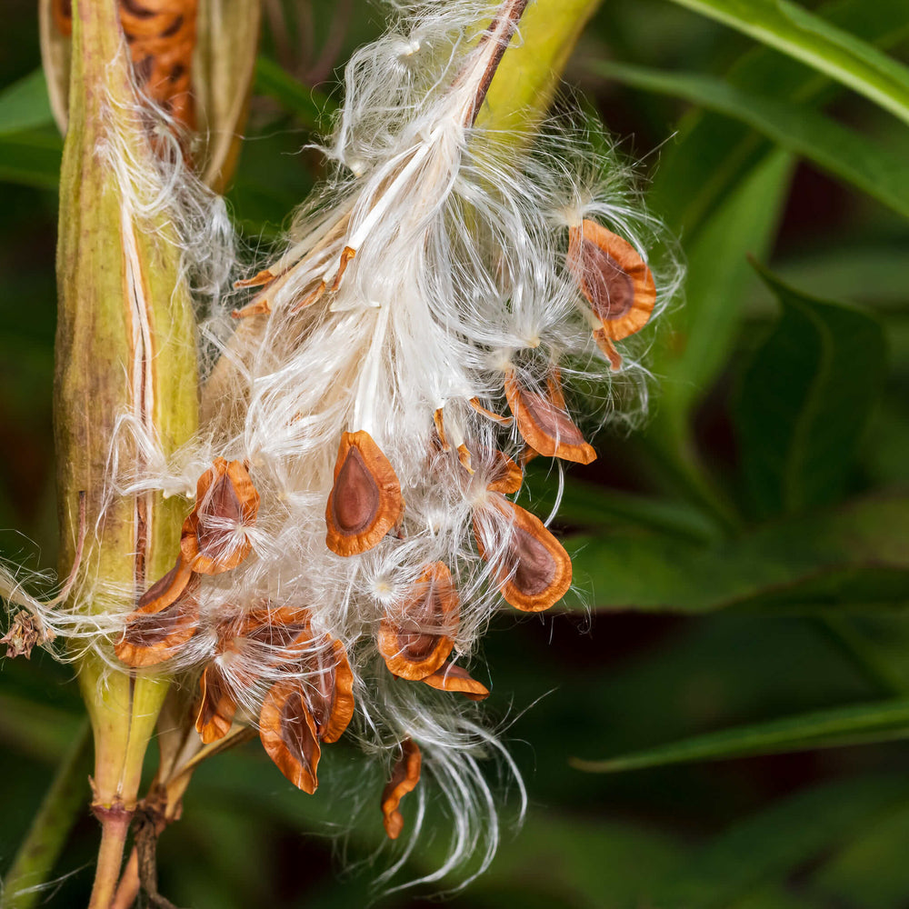 
                  
                    Semences - Asclépiade incarnate
                  
                