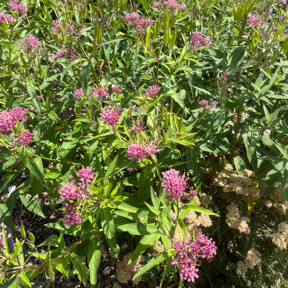 
                  
                    Semences - Asclépiade incarnate
                  
                