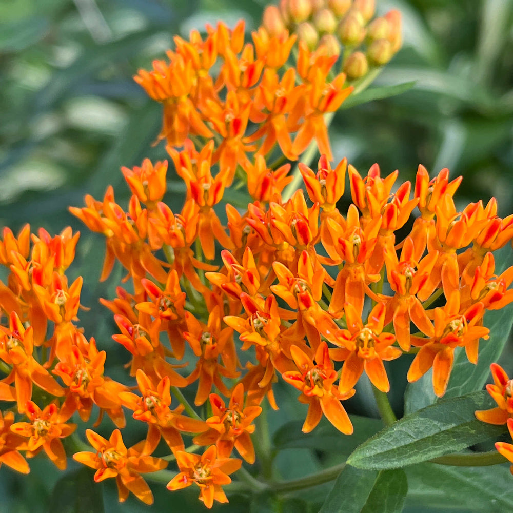 Seeds - Butterfly Milkweed