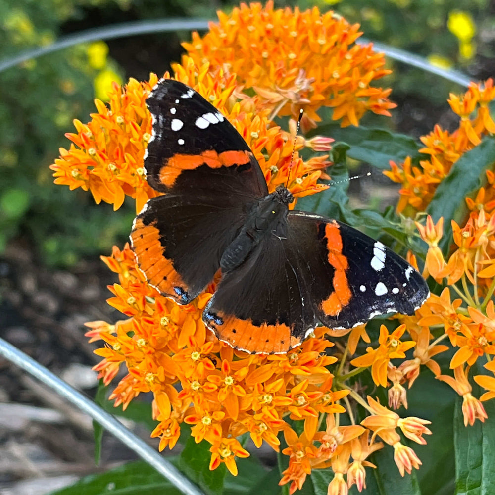 
                  
                    Seeds - Butterfly Milkweed
                  
                