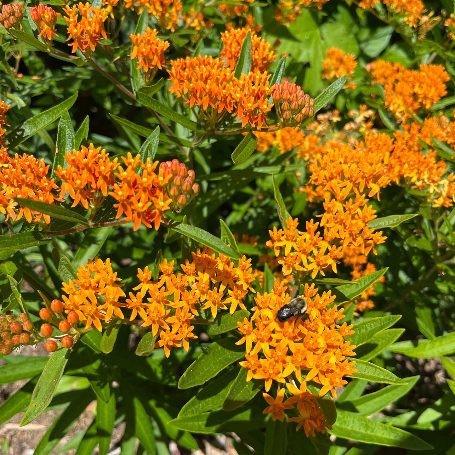 
                  
                    Seeds - Butterfly Milkweed
                  
                