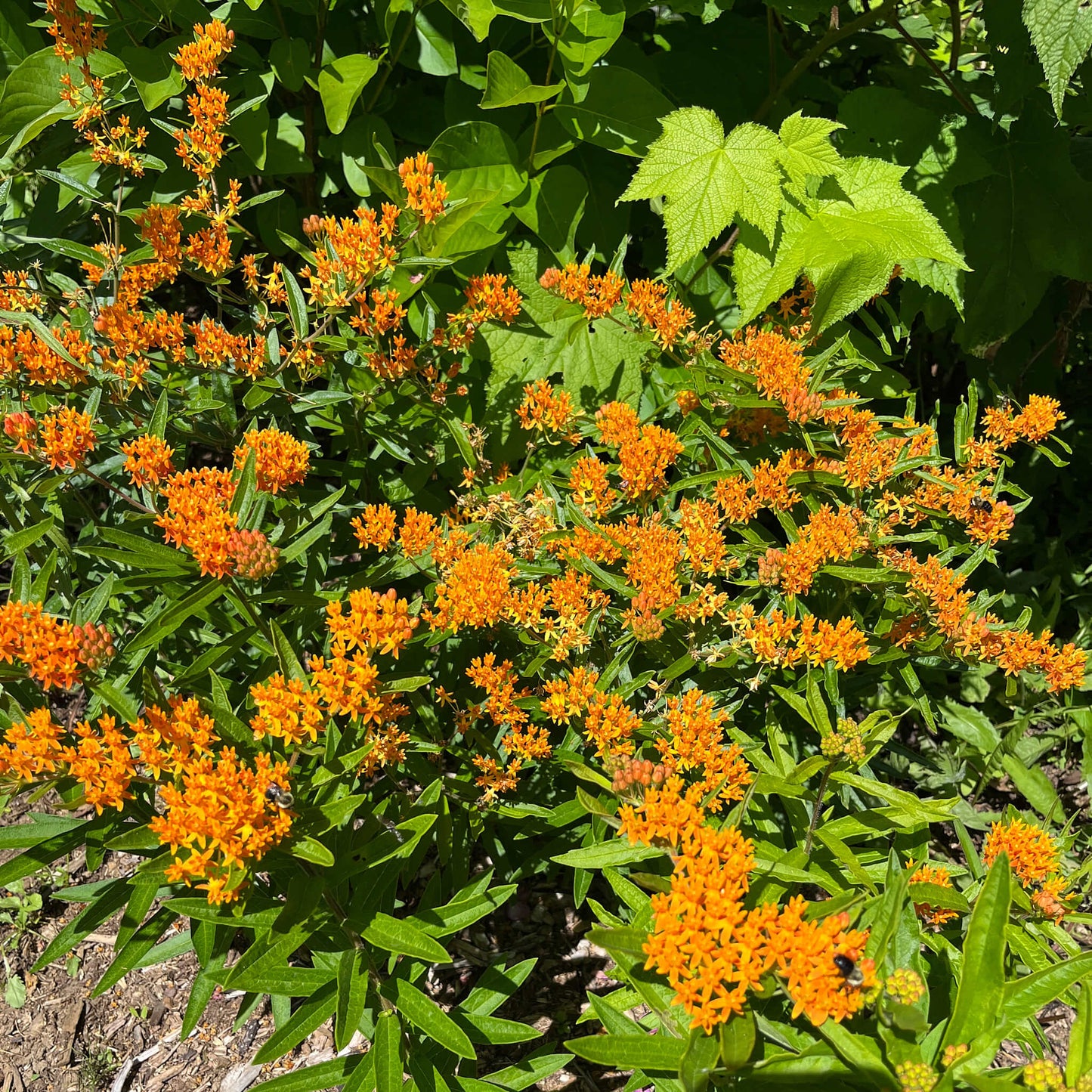 
                  
                    Seeds - Butterfly Milkweed
                  
                