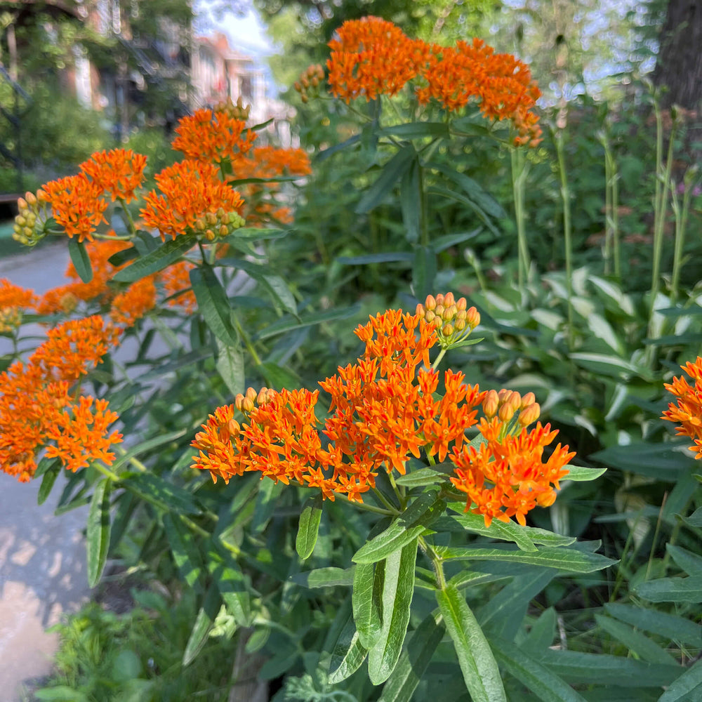 
                  
                    Seeds - Butterfly Milkweed
                  
                