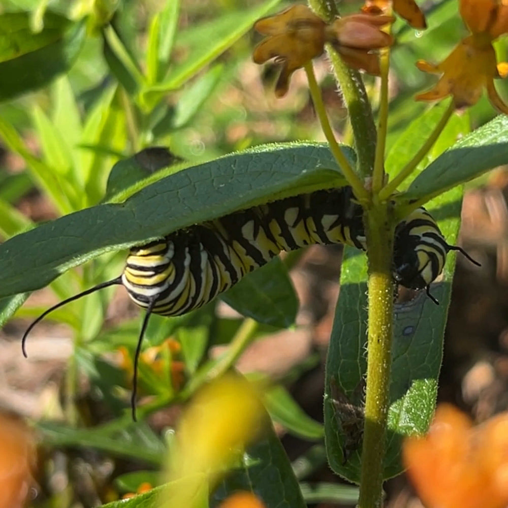 
                  
                    Seeds - Butterfly Milkweed
                  
                