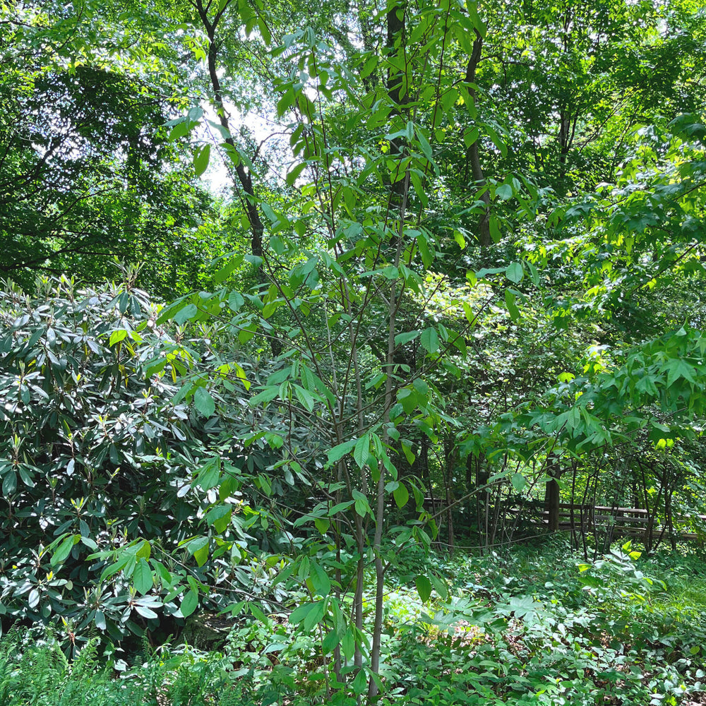 
                  
                    Semences de pawpaw (Asimina Triloba) stratifiées
                  
                