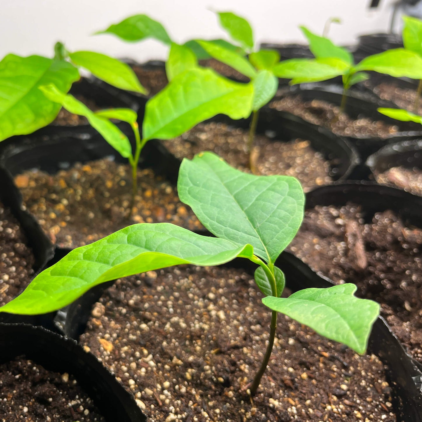 
                  
                    Semences de pawpaw (Asimina Triloba) stratifiées
                  
                