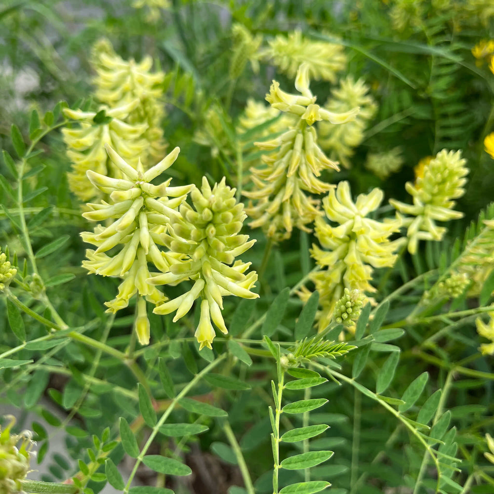 Seeds - Canada Milk Vetch