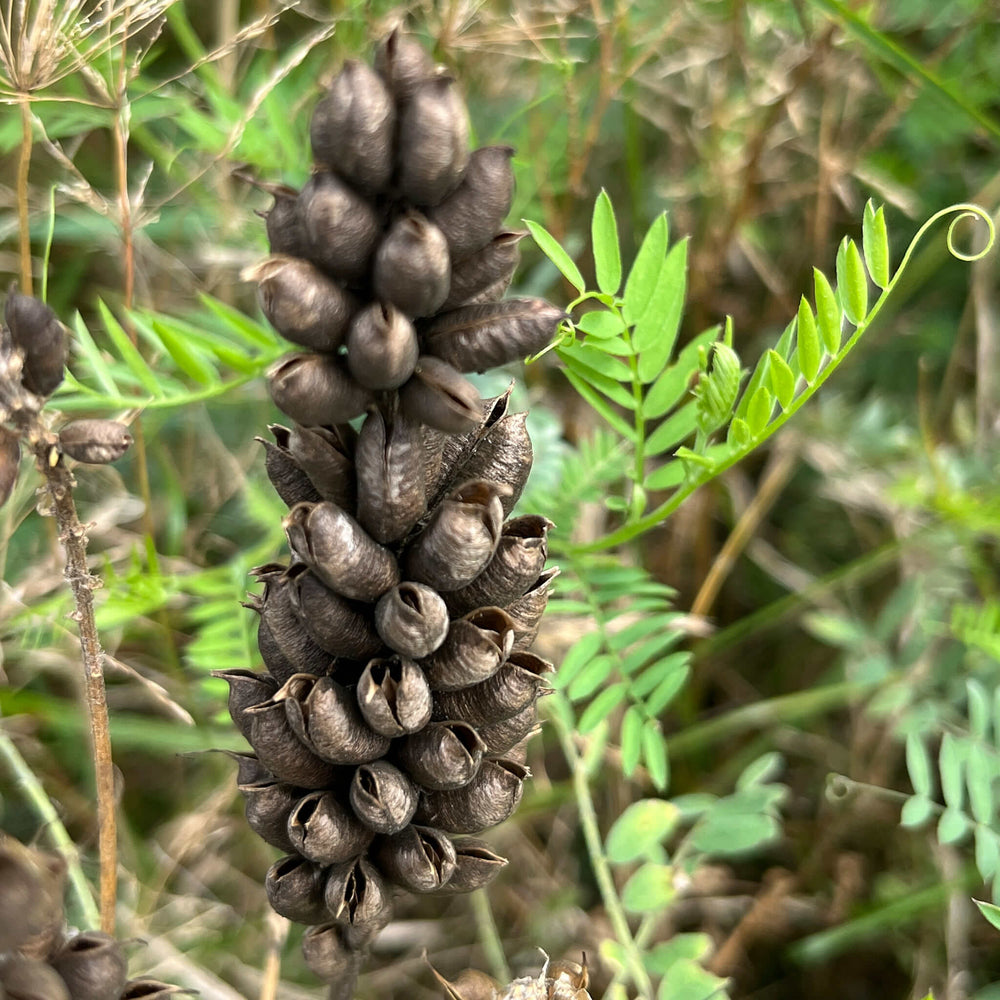 
                  
                    Seeds - Canada Milk Vetch
                  
                