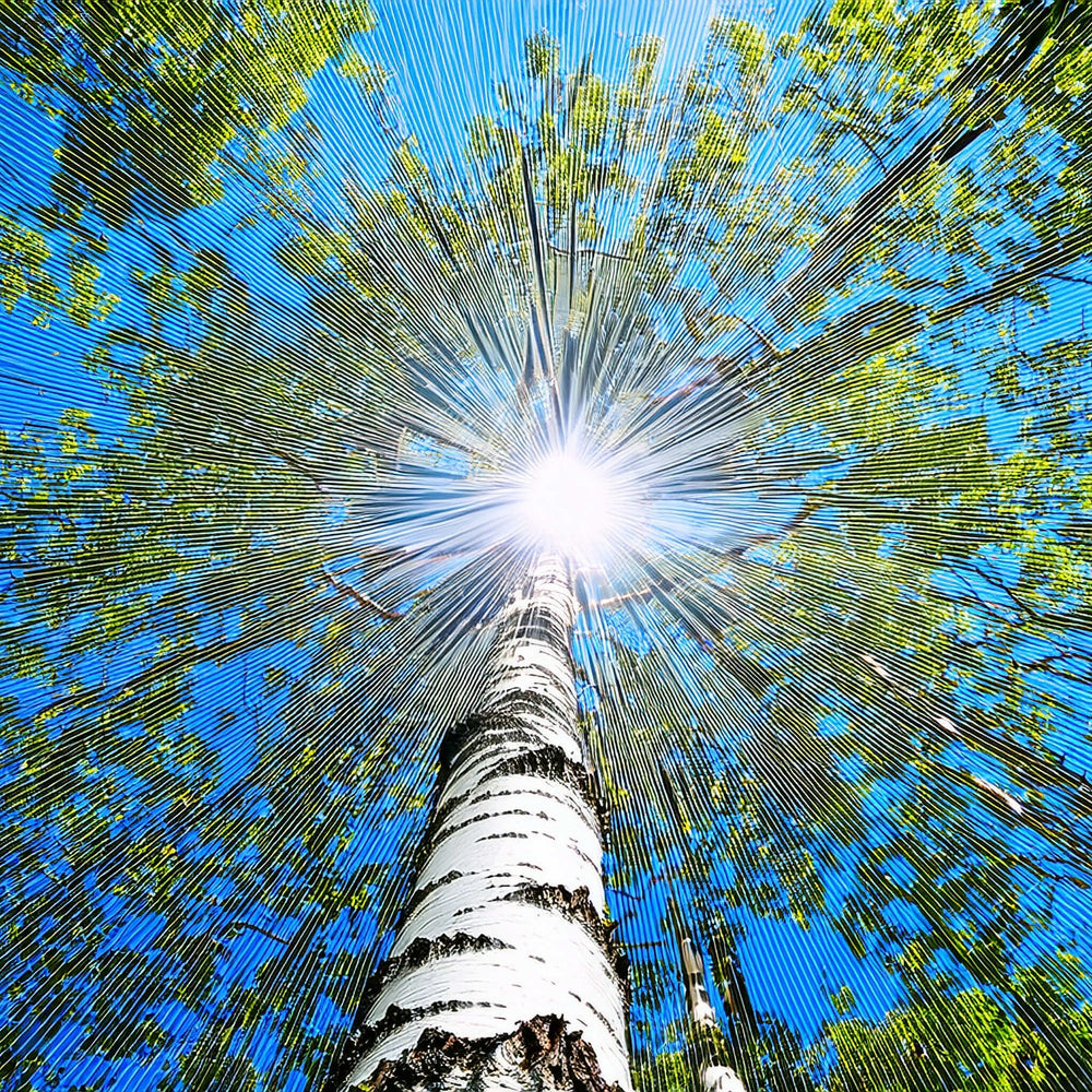 Semences - Bouleau à papier