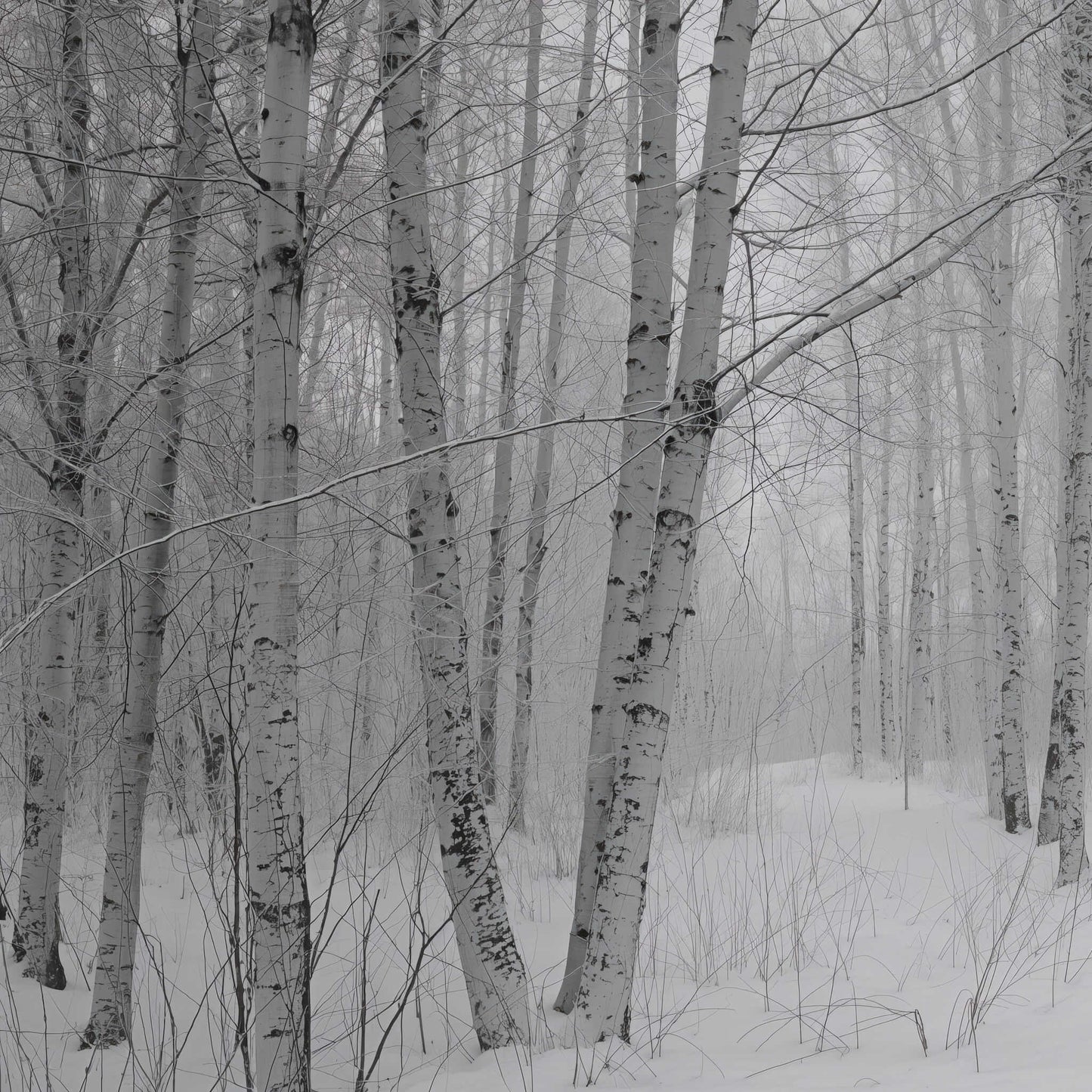 
                  
                    Semences - Bouleau à papier
                  
                