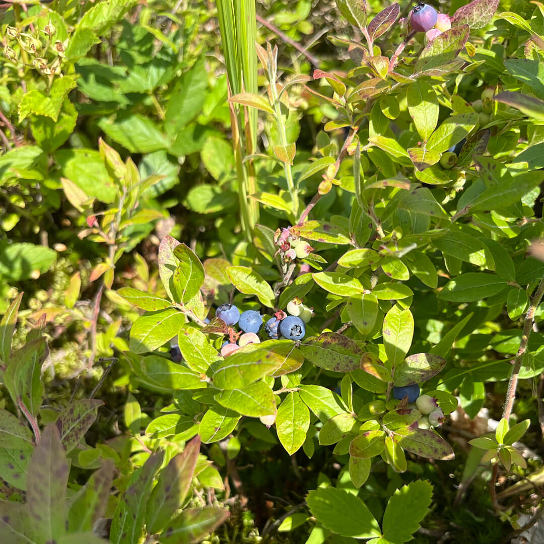 
                  
                    POS : Canada Blueberry
                  
                