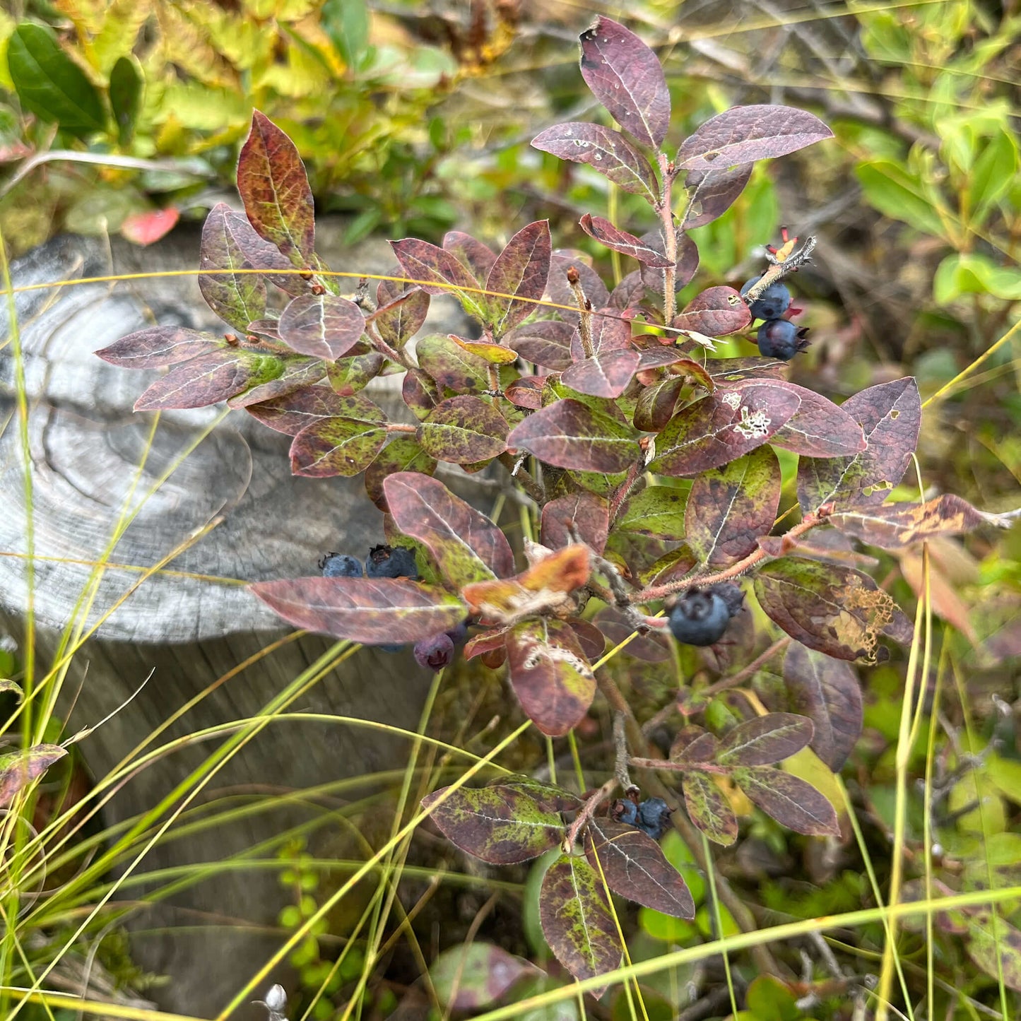 
                  
                    Semences - Bleuet fausse-myrtille
                  
                