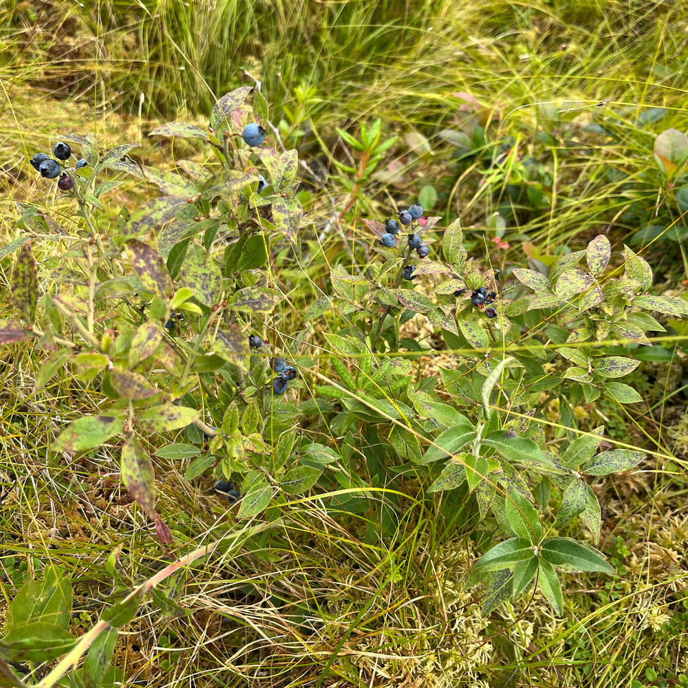 
                  
                    Semences - Bleuet fausse-myrtille
                  
                