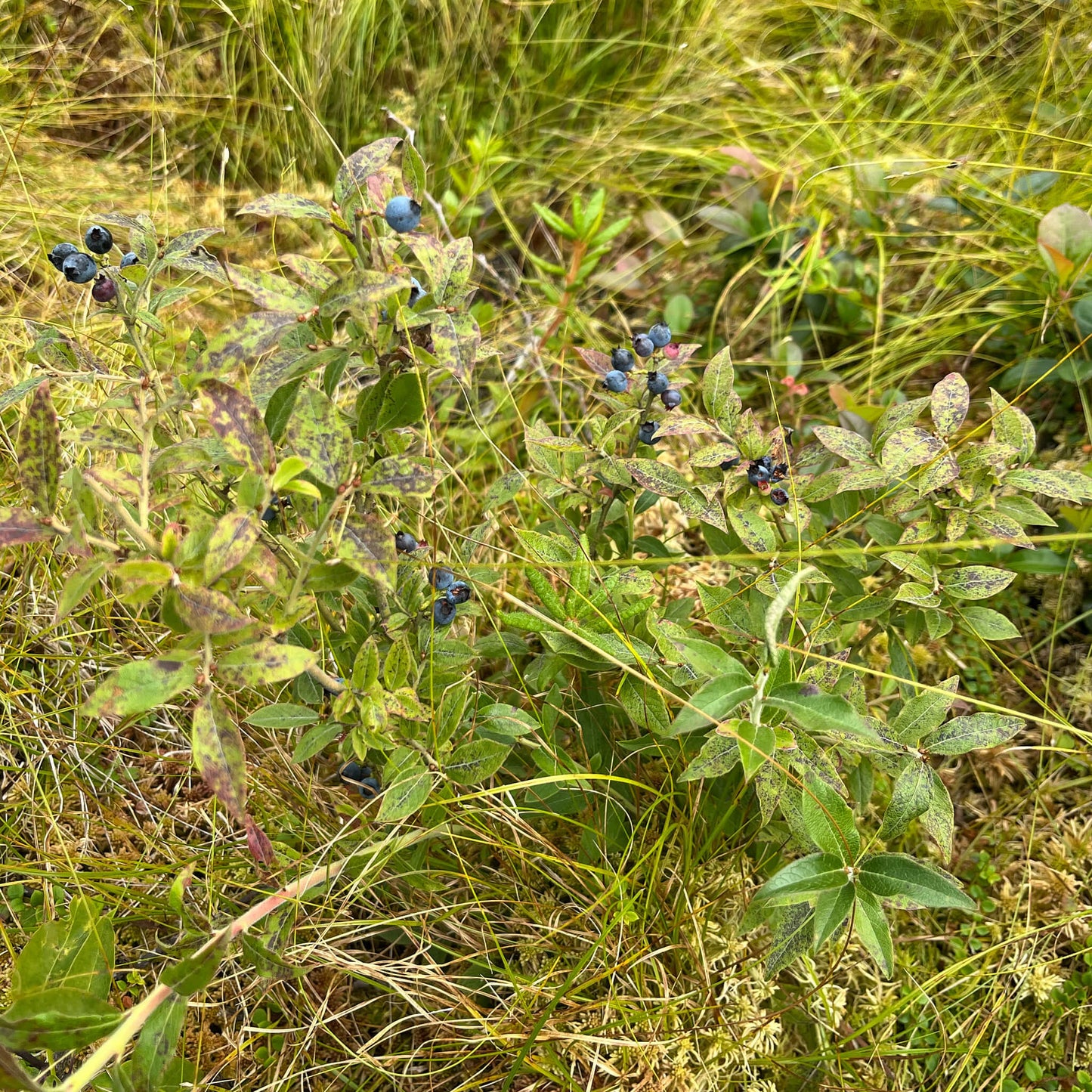 
                  
                    Semences - Bleuet fausse-myrtille
                  
                