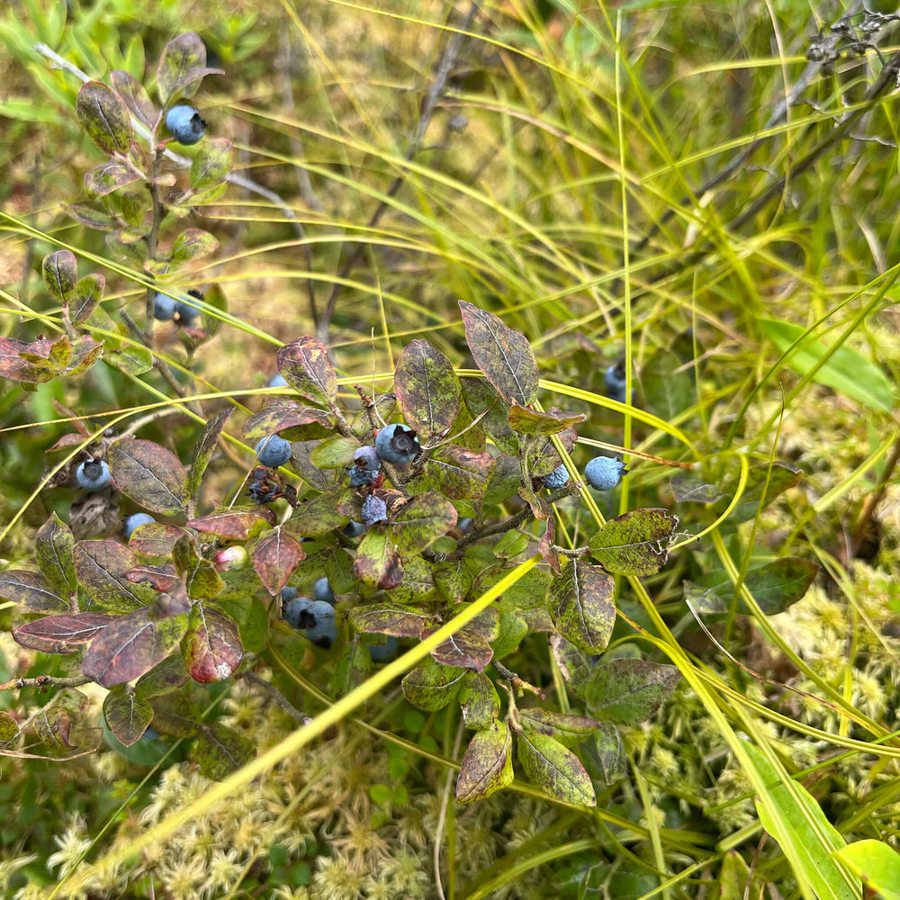 Semences - Bleuet fausse-myrtille