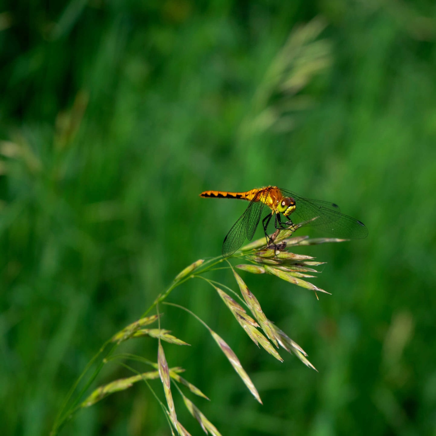 
                  
                    Seeds - Finged Brome
                  
                