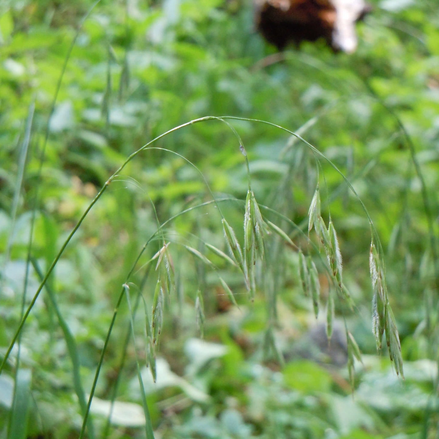 
                  
                    Seeds - Finged Brome
                  
                