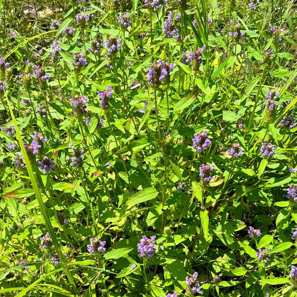 Brunelle commune - Prunella vulgaris
