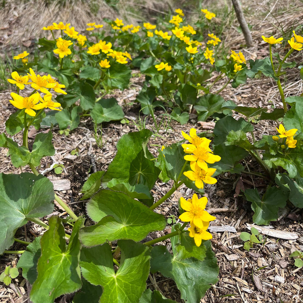 
                  
                    Semences - Populage des marais
                  
                