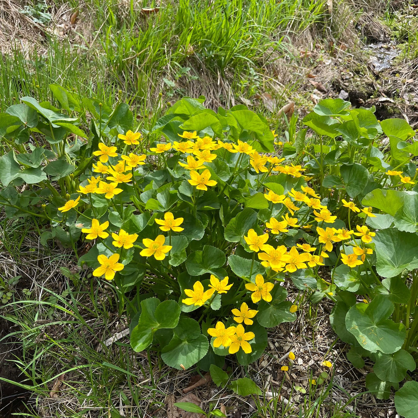 
                  
                    Semences - Populage des marais
                  
                