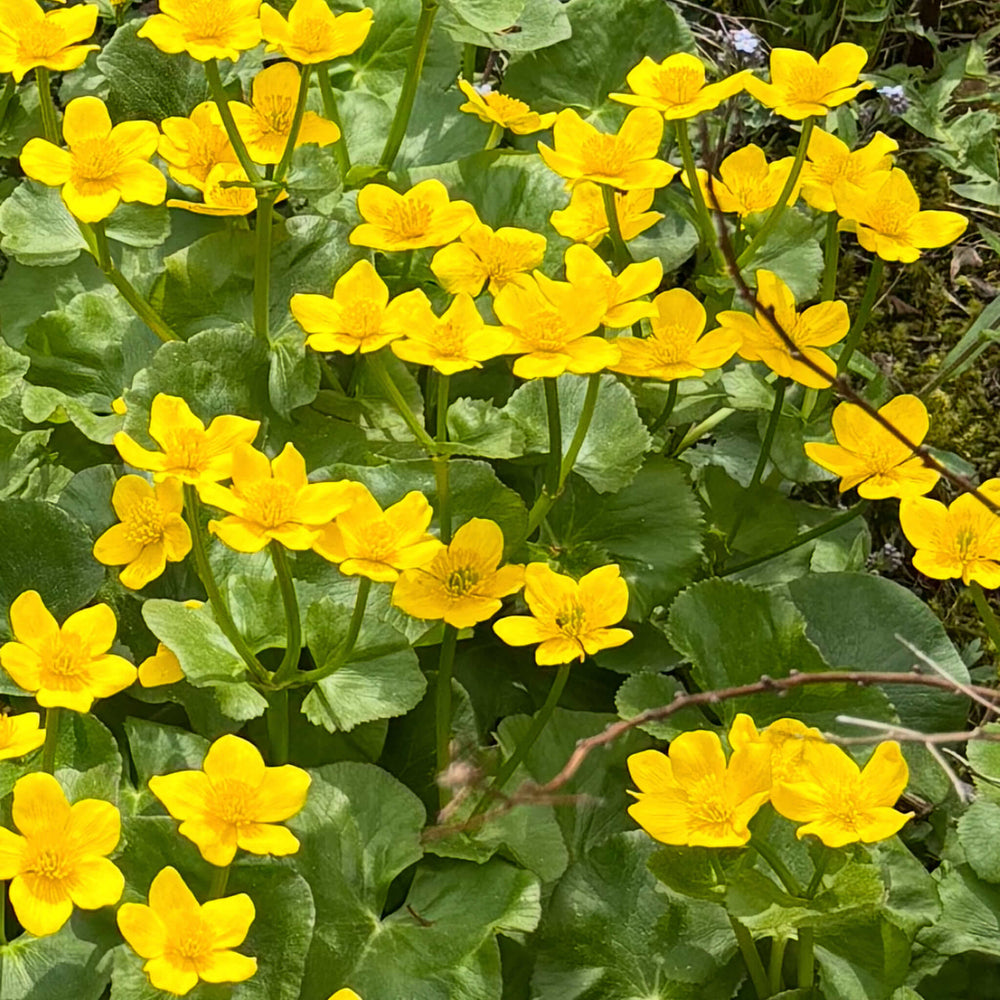 Semences - Populage des marais