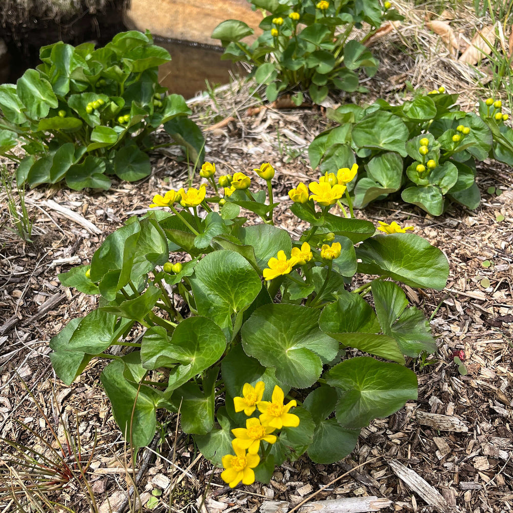 growing marsh marigold from seed Seeds - Marsh Marigold