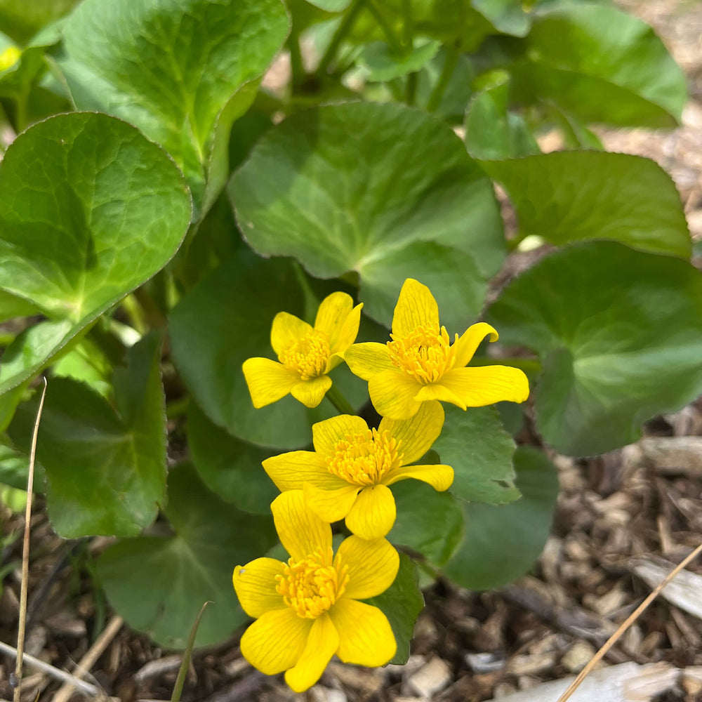 
                  
                    Semences - Populage des marais
                  
                