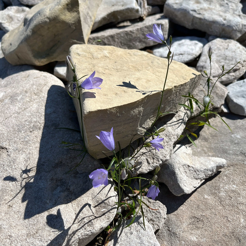 
                  
                    Semences - Campanule à feuiles rondes
                  
                