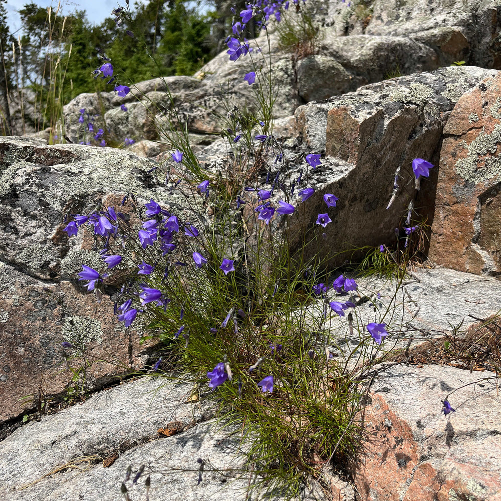 harebell flower seeds Seeds - Harebell