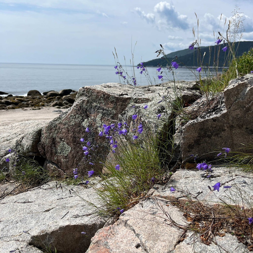 
                  
                    Semences - Campanule à feuiles rondes
                  
                