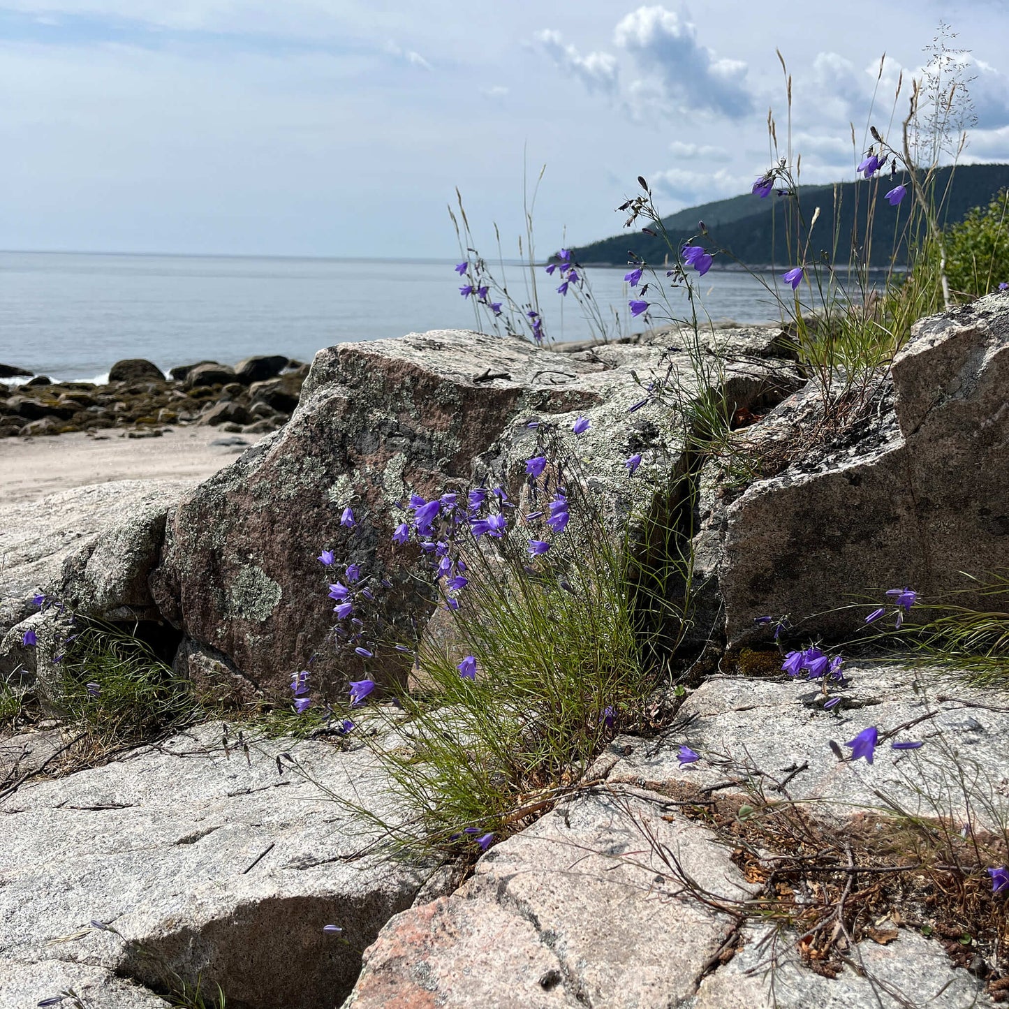 
                  
                    Semences - Campanule à feuiles rondes
                  
                