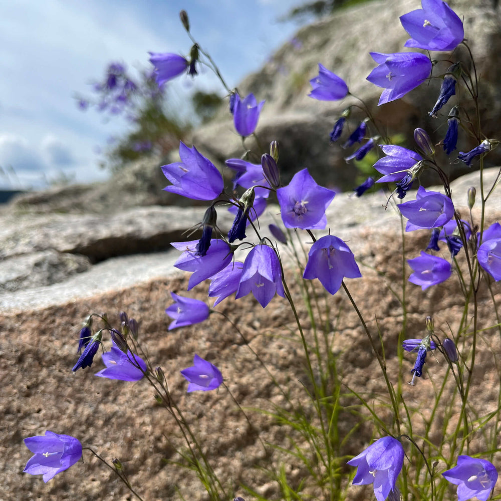 Semences - Campanule à feuiles rondes