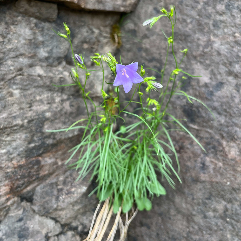 harebell flower seeds Seeds - Harebell