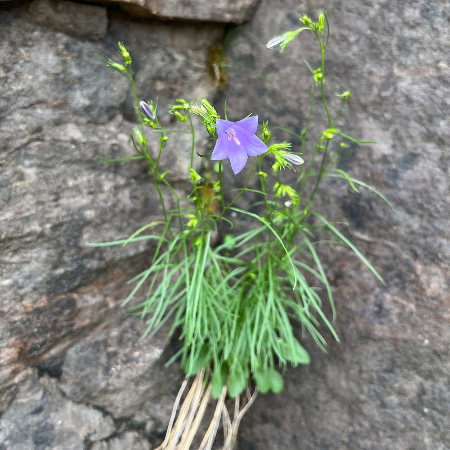 
                  
                    Semences - Campanule à feuiles rondes
                  
                