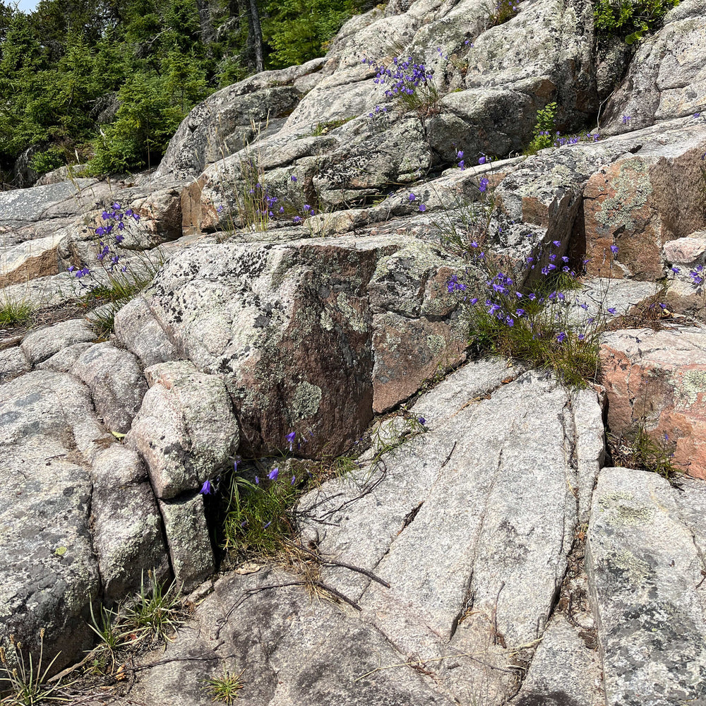 
                  
                    Semences - Campanule à feuiles rondes
                  
                
