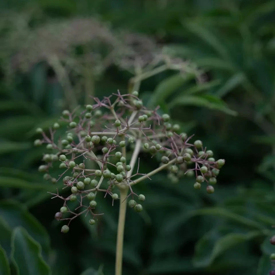 
                  
                    Wild Grocery - Immature Elderberry Capers
                  
                