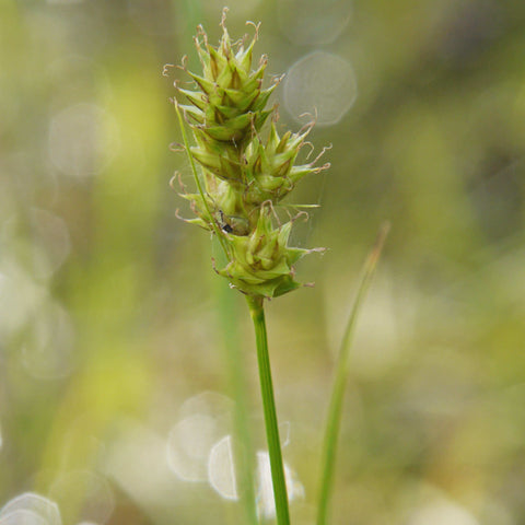 Seeds - Short-beaked Sedge