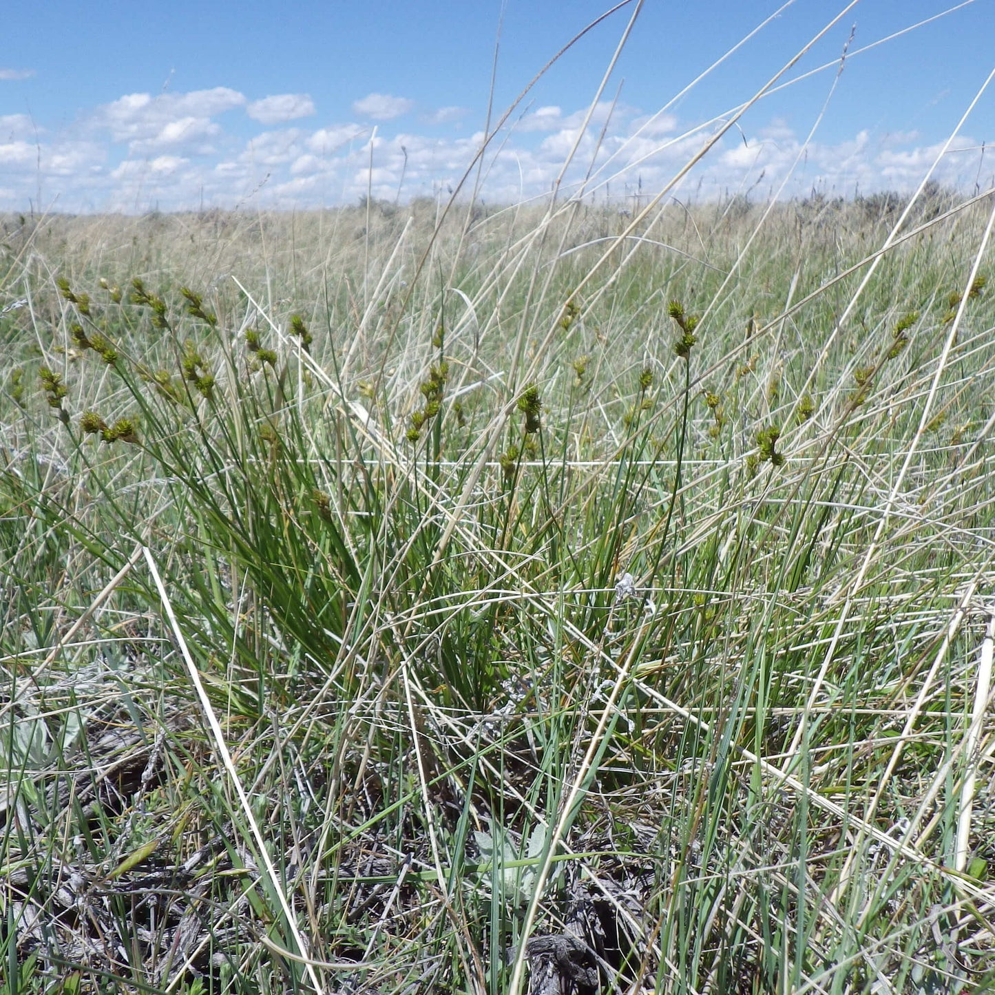 
                  
                    Semences - Carex à têtes courtes
                  
                