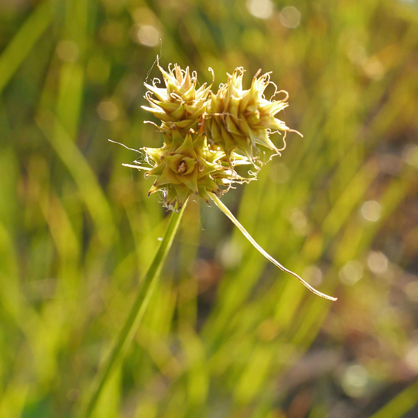 
                  
                    Semences - Carex à têtes courtes
                  
                