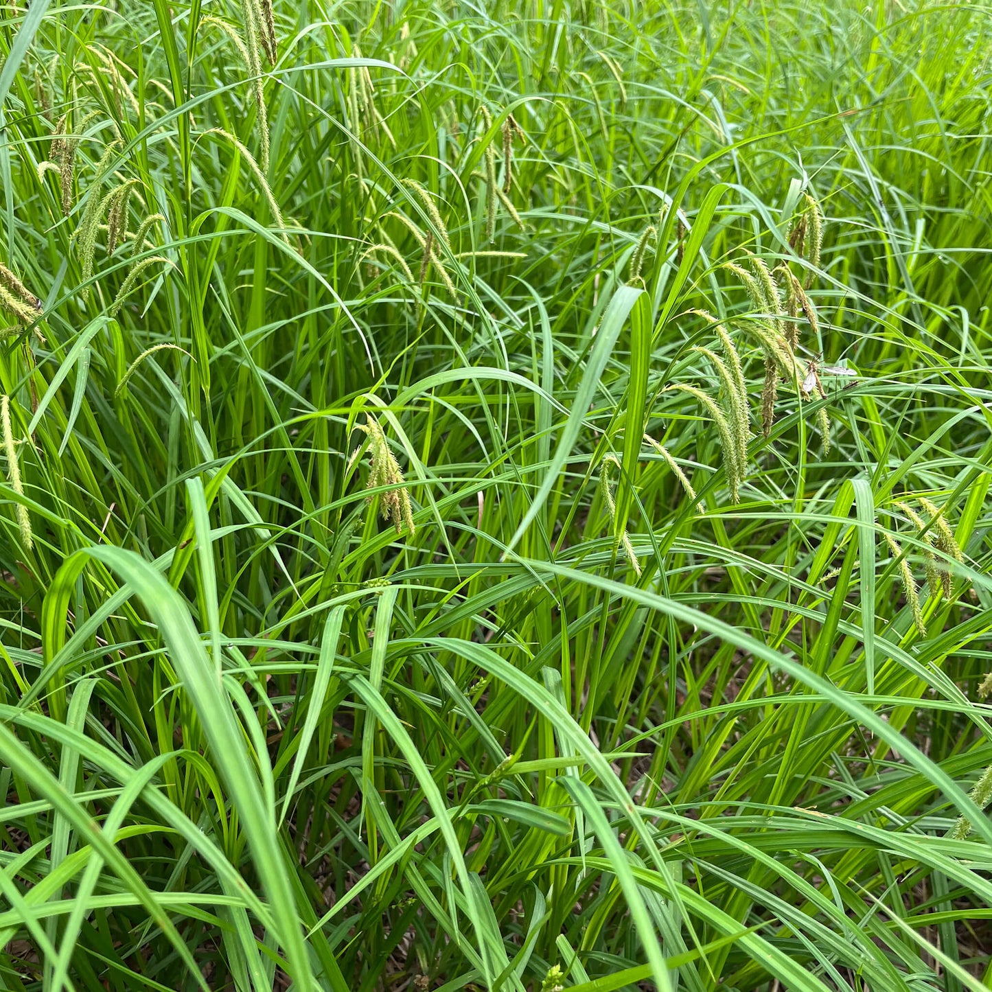 
                  
                    Seeds - Fringed Sedge
                  
                