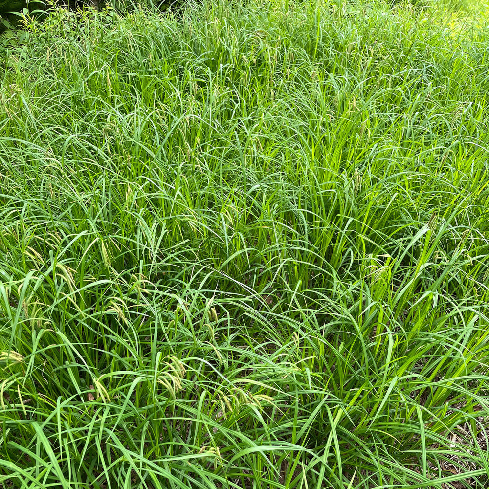 
                  
                    Seeds - Fringed Sedge
                  
                