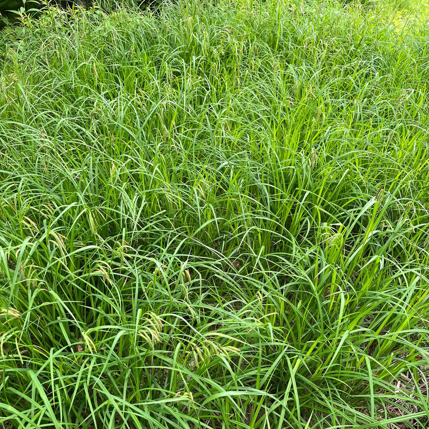 
                  
                    Seeds - Fringed Sedge
                  
                