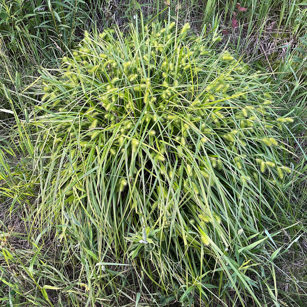 
                  
                    Seeds - Sallow Sedge 
                  
                