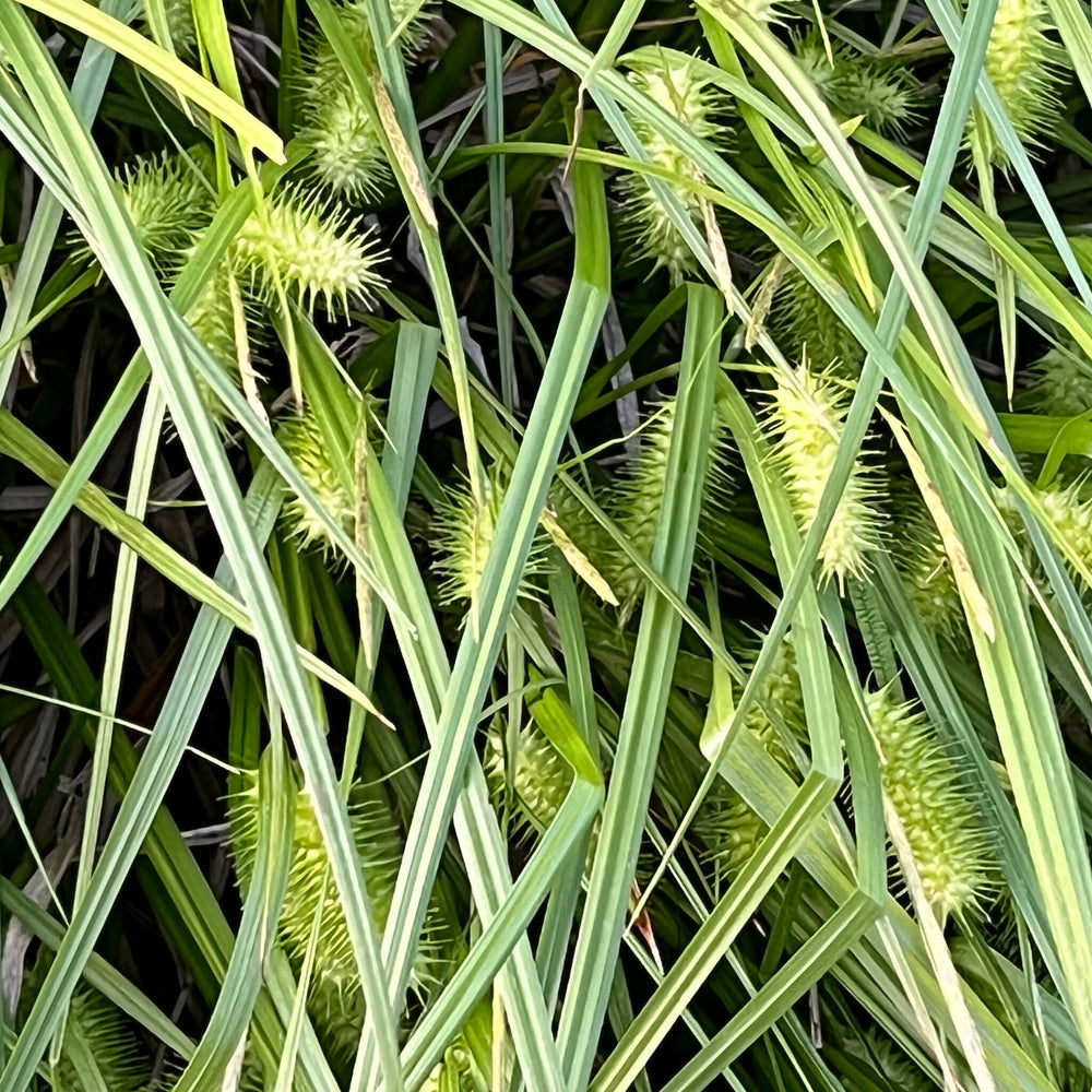 
                  
                    Seeds - Sallow Sedge 
                  
                