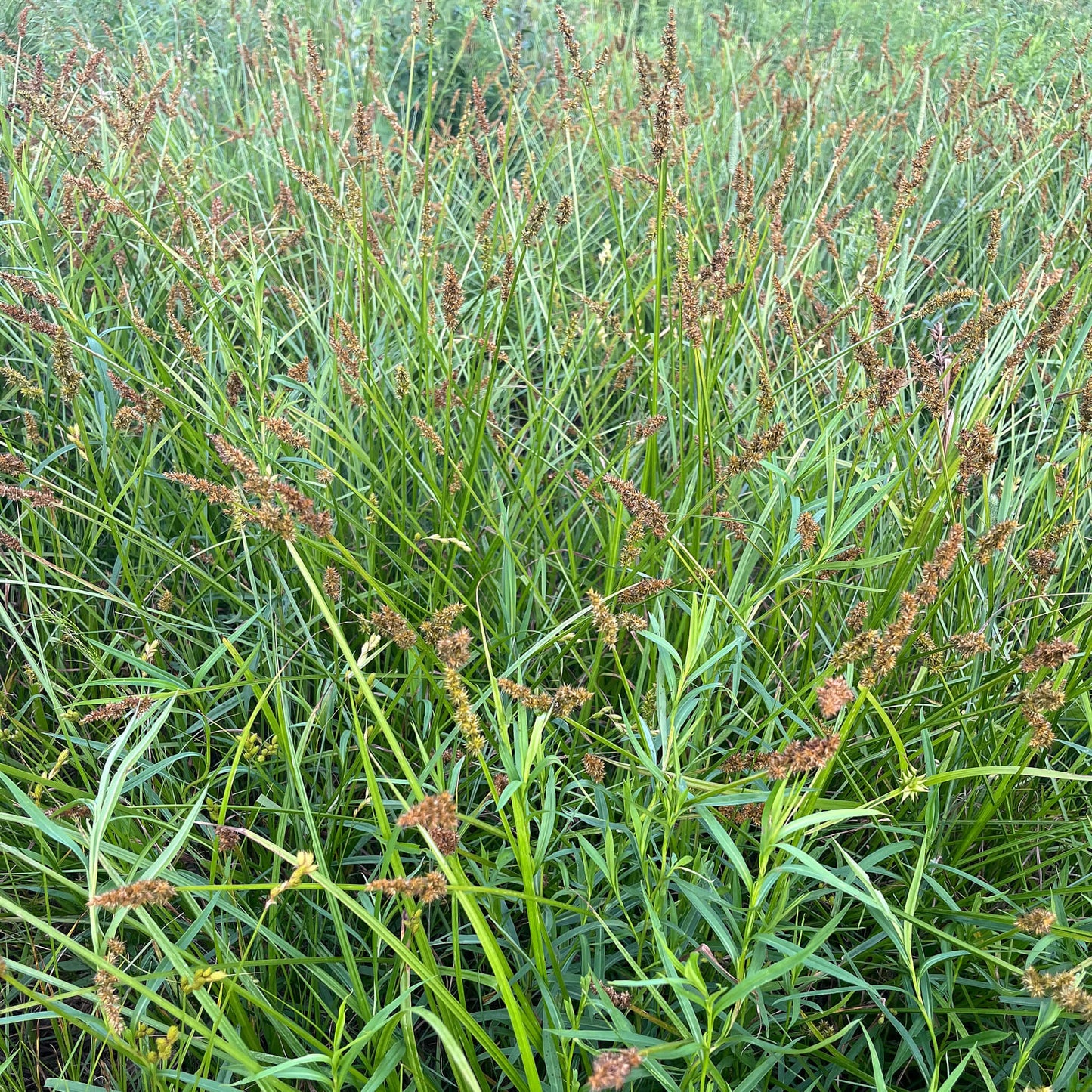 
                  
                    Semences - Carex vulpinoïde
                  
                