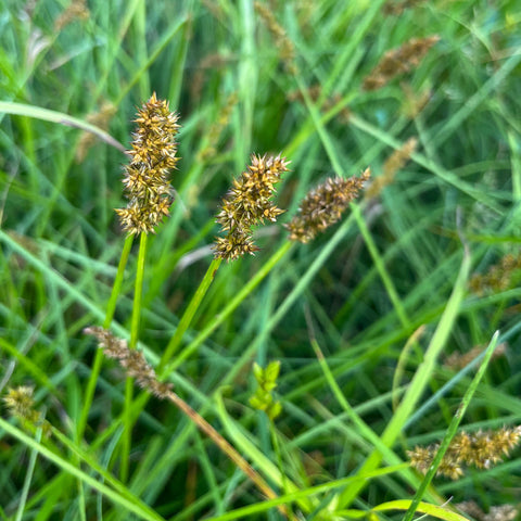 Seeds - Fox Sedge